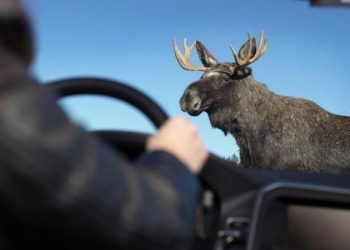 Александр Холодов: сбитый лось ГАИ не вызовет и Европротокол не составит