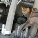 Билет в один конец: поездка на автомобиле может убить спрятавшегося под капотом кота