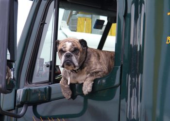 Правила перевозки собак и кошек предложили вписать в ПДД