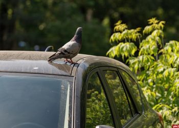 Водителям хотят выставлять оценки за поведение на дороге
